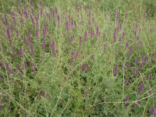 Field margins